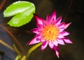 Beautiful blooming pink water lily Royalty Free Stock Photo