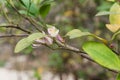 Beautiful blooming pink and white flowers and burgeons on a lemon tree branch