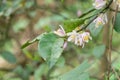 Beautiful blooming pink and white flowers and burgeons on a lemon tree branch