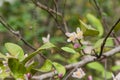 Beautiful blooming pink and white flowers and burgeons on a lemon tree branch