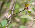 Beautiful blooming pink and white flowers and burgeons on a lemon tree branch