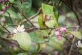 Beautiful blooming pink and white flowers and burgeons on a lemon tree branch Royalty Free Stock Photo