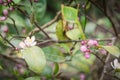 Beautiful blooming pink and white flowers and burgeons on a lemon tree branch