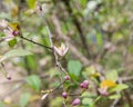 Beautiful blooming pink and white flowers and burgeons on a lemon tree branch