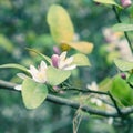 Beautiful blooming pink and white flowers and burgeons on a lemon tree branch