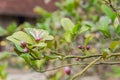 Beautiful blooming pink and white flowers and burgeons on a lemon tree branch