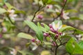 Beautiful blooming pink and white flowers and burgeons on a lemon tree branch