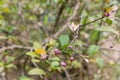 Beautiful blooming pink and white flowers and burgeons on a lemon tree branch