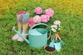 Beautiful blooming plants, gardening tools and accessories on green grass outdoors Royalty Free Stock Photo