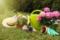 Beautiful blooming plants, gardening tools and accessories on green grass outdoors Royalty Free Stock Photo