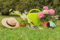 Beautiful blooming plants, gardening tools and accessories on green grass outdoors Royalty Free Stock Photo