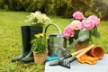 Beautiful plants, gardening tools and accessories on green grass outdoors Royalty Free Stock Photo