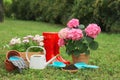 Beautiful blooming plants, gardening tools and accessories on green grass outdoors Royalty Free Stock Photo
