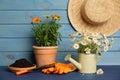 Beautiful blooming plants and gardening tools on blue wooden table Royalty Free Stock Photo