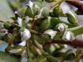 Beautiful blooming poplar fluff