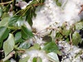 Beautiful blooming poplar fluff