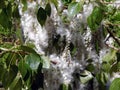 Beautiful blooming poplar fluff