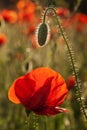 Beautiful blooming poppies Royalty Free Stock Photo