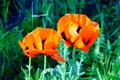 Beautiful blooming poppies in a green meadow Royalty Free Stock Photo