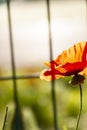 Beautiful blooming poppy on a trellis background. The concept of self-isolation, quarantine