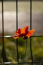 Beautiful blooming poppy on a trellis background. The concept of self-isolation, quarantine