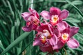 Beautiful Blooming pretty purple pink ground orchid, vivid flower nature background