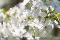 Beautiful blooming prunus tree close up detail