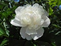 Beautiful blooming pure white terry peony on a background of green leaves