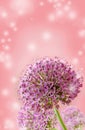 Beautiful Blooming Purple Allium Close Up, Greeting or Wedding Card design. Royalty Free Stock Photo