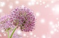 Beautiful Blooming Purple Allium Close Up, Greeting or Wedding Card design. Royalty Free Stock Photo