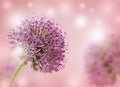 Beautiful Blooming Purple Allium Close Up, Greeting or Wedding Card design. Royalty Free Stock Photo