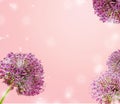 Beautiful Blooming Purple Allium Close Up, Greeting or Wedding Card design. Seasonal flower background. Royalty Free Stock Photo