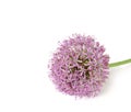 Beautiful Blooming Purple Allium, onion flower isolated on a white background, Royalty Free Stock Photo