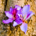 Beautiful blooming purple Bauhinia purpurea or Orchid Tree on wo