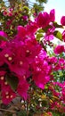 Beautiful blooming purple bougainvillea at the sunshine. Purple bougainvillea flowers through sun lights. Blooming season. Summer Royalty Free Stock Photo