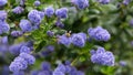 Beautiful blooming purple Californian lilac flowers, Ceanothus thyrsiflorus repens in spring garden Royalty Free Stock Photo