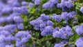 Beautiful blooming purple Californian lilac flowers, Ceanothus thyrsiflorus repens in spring garden Royalty Free Stock Photo