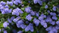 Beautiful blooming purple Californian lilac flowers, Ceanothus thyrsiflorus repens in spring garden Royalty Free Stock Photo