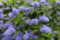 Beautiful blooming purple Californian lilac flowers, Ceanothus thyrsiflorus repens in spring garden Royalty Free Stock Photo