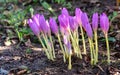 Beautiful blooming purple colchicum autumnale. Violet colchicum growing in garden. Autumn Crocus, saffron Royalty Free Stock Photo