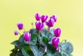 Beautiful blooming purple cyclamen flower on yellow background Royalty Free Stock Photo