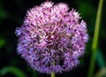 Beautiful blooming purple decorative onion allium flower