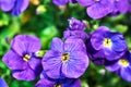 Beautiful blooming purple flowers in garden Royalty Free Stock Photo