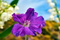 Beautiful blooming purple geranium flower during the spring Royalty Free Stock Photo