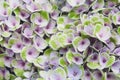 Beautiful blooming purple hydrangea flowers, close up Royalty Free Stock Photo