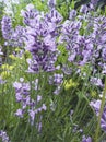 beautiful blooming purple lavender inflorescences