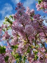 Purple lilac with blue sky