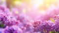 Beautiful blooming purple lilac bush with delicate blossoms and copy space in the background Royalty Free Stock Photo