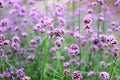 Beautiful blooming purple verbena flower in garden