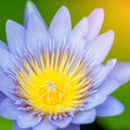 Blooming purple water lily or lotus flower Royalty Free Stock Photo